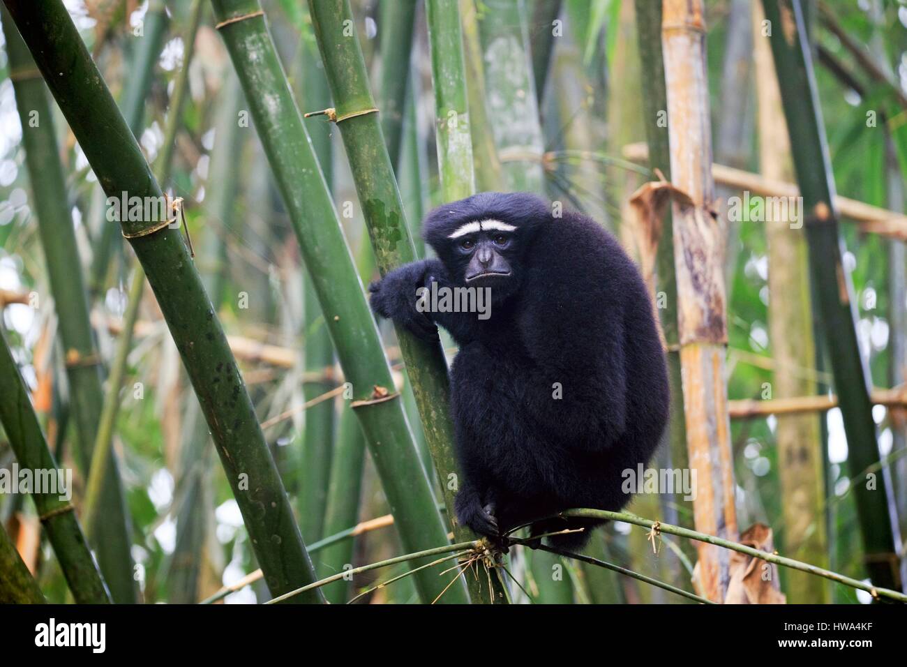 Indien, Tripura Staat, Gumti Wildschutzgebiet, westlichen Hoolock Gibbon (Hoolock Hoolock), Männchen Stockfoto