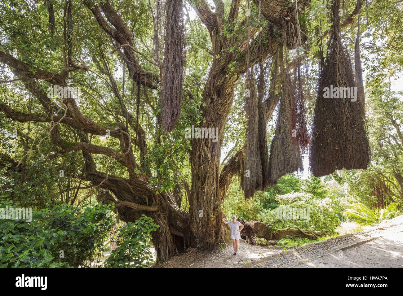 Portugal, Lisboa e Setubal Provinz Sintra als Weltkulturerbe der UNESCO, der Park des Monserrate Palace und ein Pohutukawa (Metrosideros excel aufgelistet Stockfoto