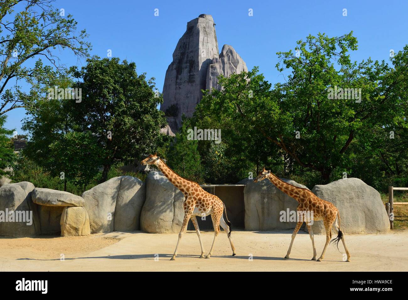 Frankreich, Paris, Paris Zoological Park (Zoo de Vincennes), Gruppe von Giraffen (Giraffa Plancius) in der Sahel-Sudan Biozone, im Hintergrund die Stockfoto