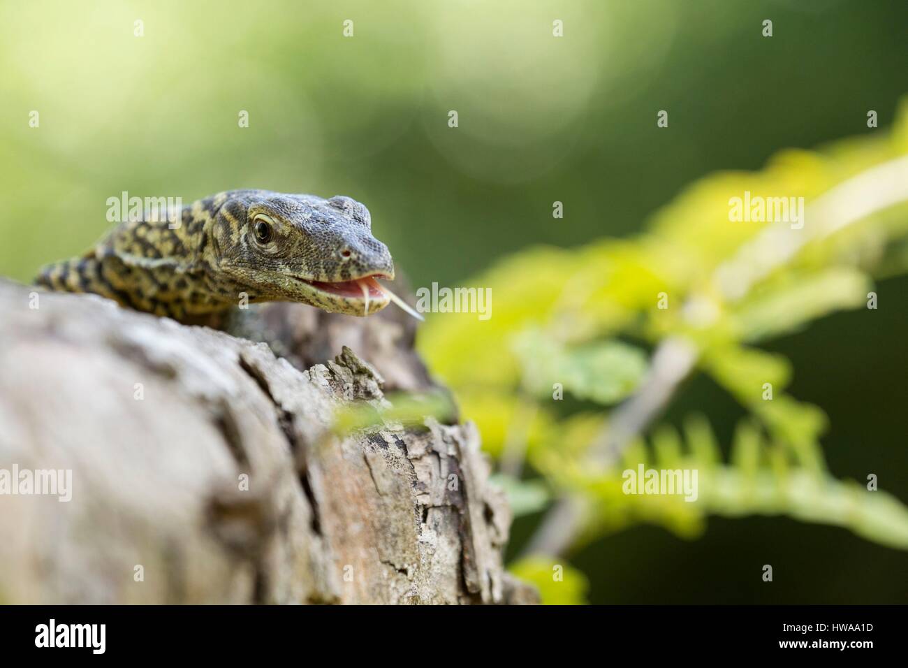 Indonesien, Ost-Nusa Tenggara, Rinca Insel Komodo National Park als Weltkulturerbe der UNESCO aufgeführt, jungen Komodowaran (Varanus Komodoensis) im Alter von 3 Stockfoto