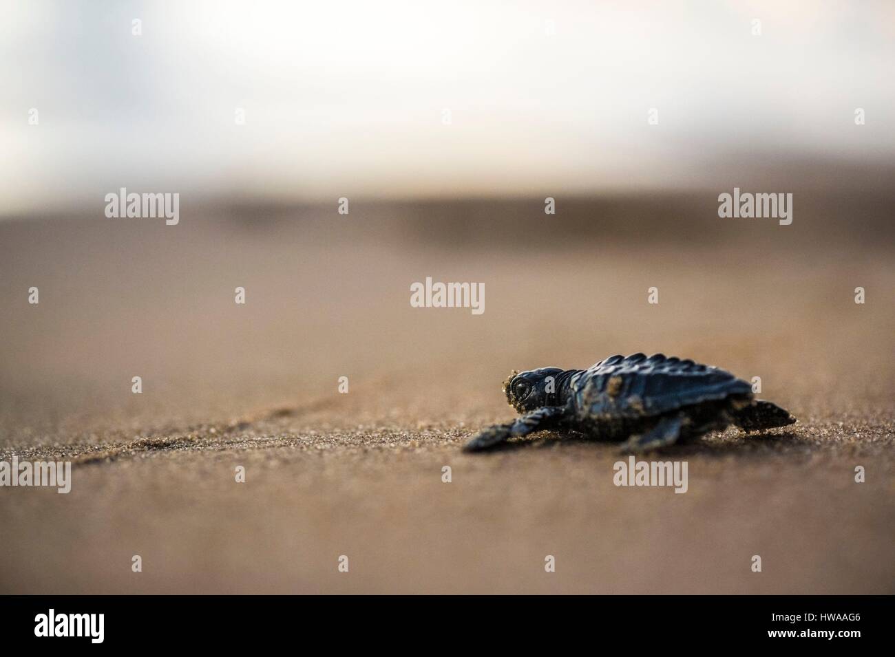 Frankreich, Guyana, Cayenne, Remire-Montjoly Strand, Olive Ridley juvenile Schildkröte (Lepidochelys Olivacea) verlassen das Nest um den Ozean erreichen in den frühen Stockfoto