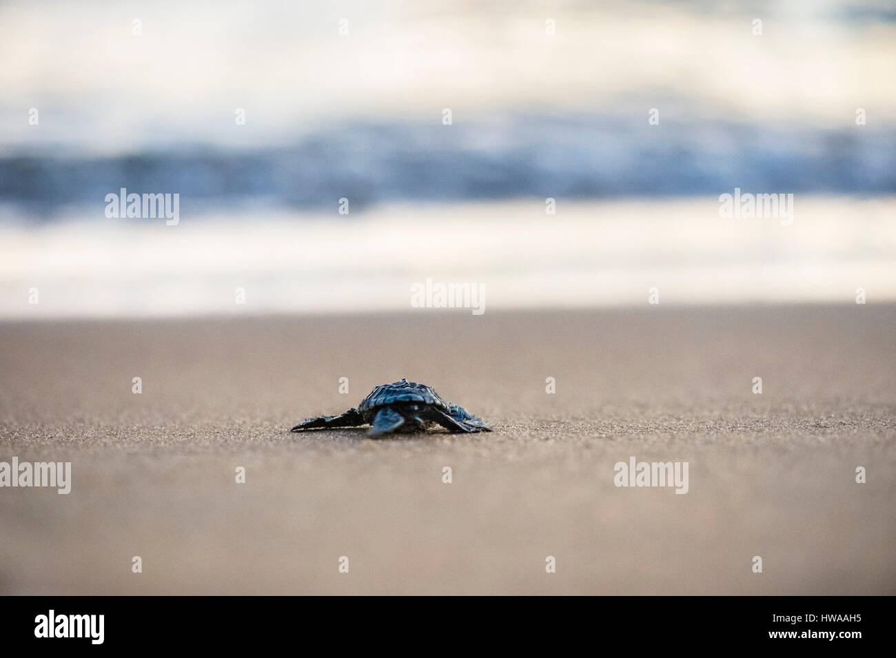 Frankreich, Guyana, Cayenne, Remire-Montjoly Strand, Olive Ridley juvenile Schildkröte (Lepidochelys Olivacea) verlassen das Nest um den Ozean erreichen in den frühen Stockfoto