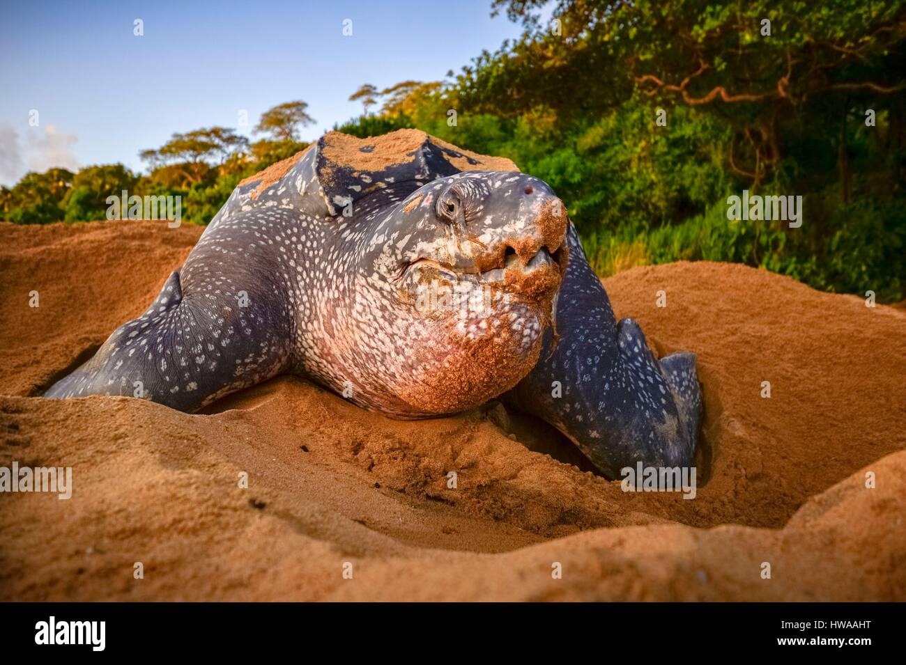 Frankreich, Guyana, Cayenne, Gosselin Strand, weibliche Lederschildkröte (Dermochelys Coriacea) nisten in den Morgen Stockfoto