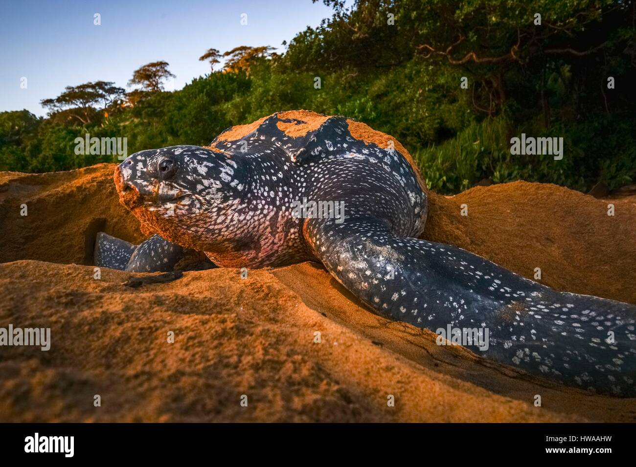 Frankreich, Guyana, Cayenne, Gosselin Strand, weibliche Lederschildkröte (Dermochelys Coriacea) nisten in den Morgen Stockfoto