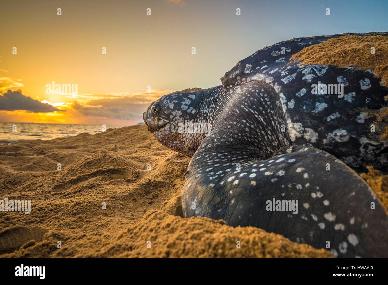 Frankreich, Guyana, Cayenne, Gosselin Strand, weibliche Lederschildkröte (Dermochelys Coriacea) nisten in den Morgen Stockfoto