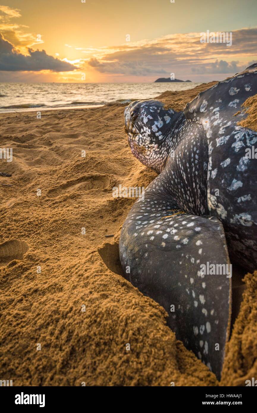 Frankreich, Guyana, Cayenne, Gosselin Strand, weibliche Lederschildkröte (Dermochelys Coriacea) nisten in den Morgen Stockfoto