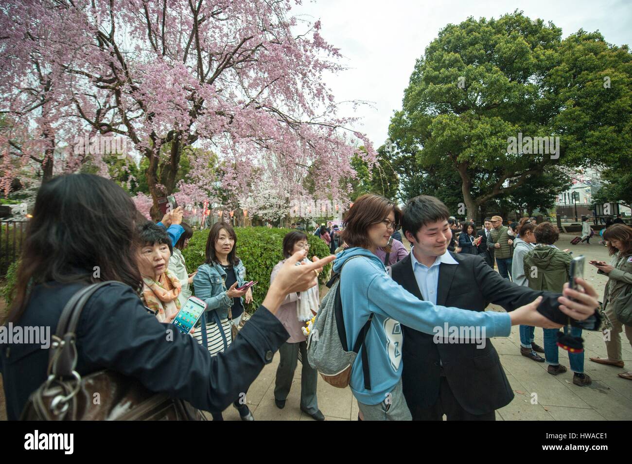 Japan, Tokyo, Kirschblüten sind fast aber nicht ganz in voller Blüte Takase Fluss entlang, aber sie hören nicht auf Bewohner von schätzen ihre ätherischen, Stockfoto