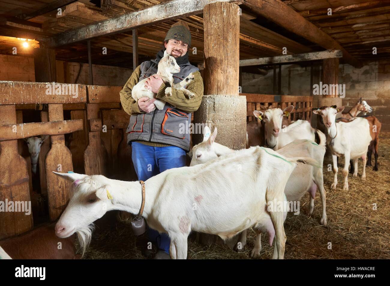 Frankreich, Var, Signes, Ziegen Farm, Le qnad des Erfolg Bruna Familie Stockfoto