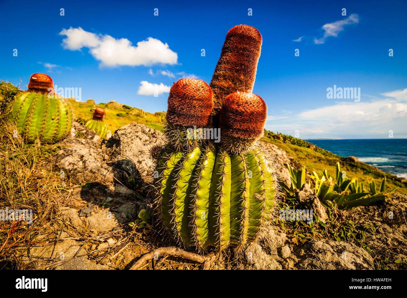kaktus schwiegermutterstuhl Schwiegermutterstuhl Echinocactus grusonii - Cactus Echinocactus grusonii main image 0