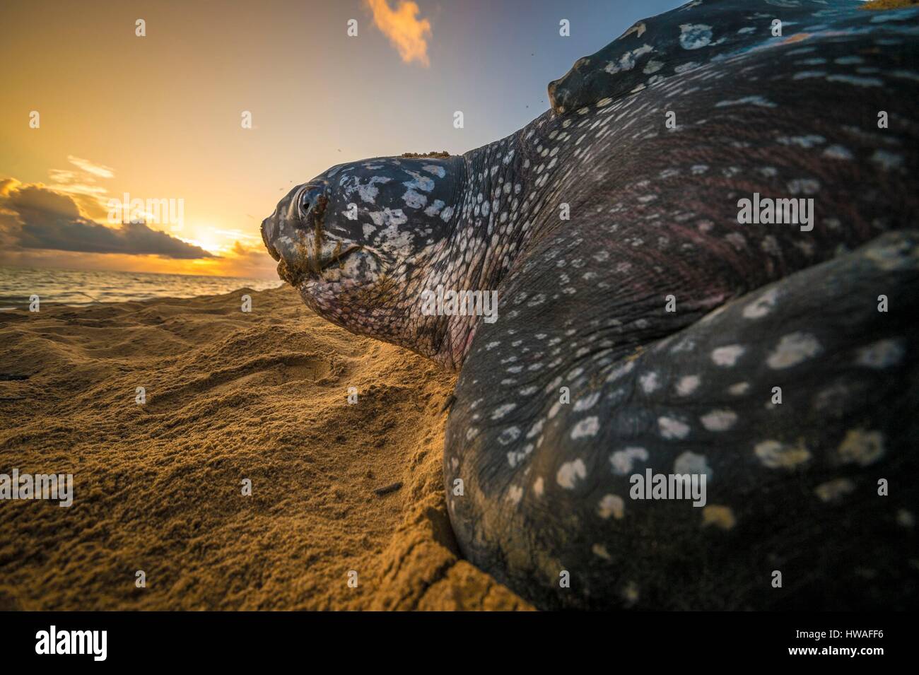 Frankreich, Guyana, Cayenne, Gosselin Strand, weibliche Lederschildkröte (Dermochelys Coriacea) nisten in den Morgen Stockfoto
