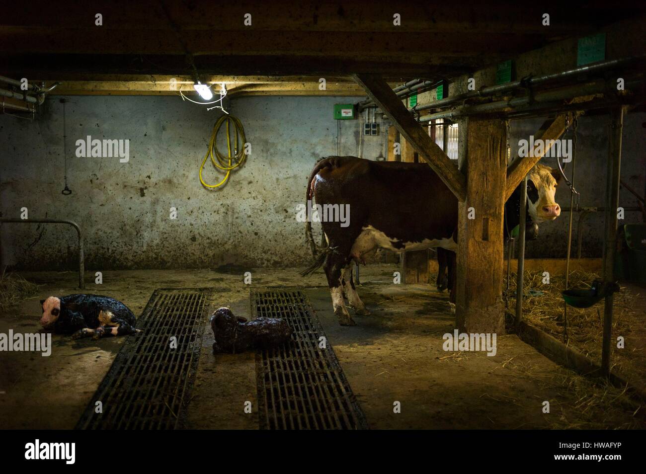 Frankreich, Haute Savoie, Abondance Tal, Chatel, Barbossine Alm, Geburt