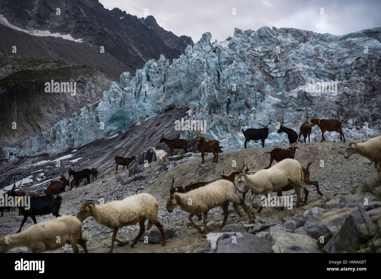 Frankreich, Haute Savoie Mont Blanc Moutain range, Chamonix-Tal, Argentière, Montets Alm, Argentière-Gletscher Stockfoto