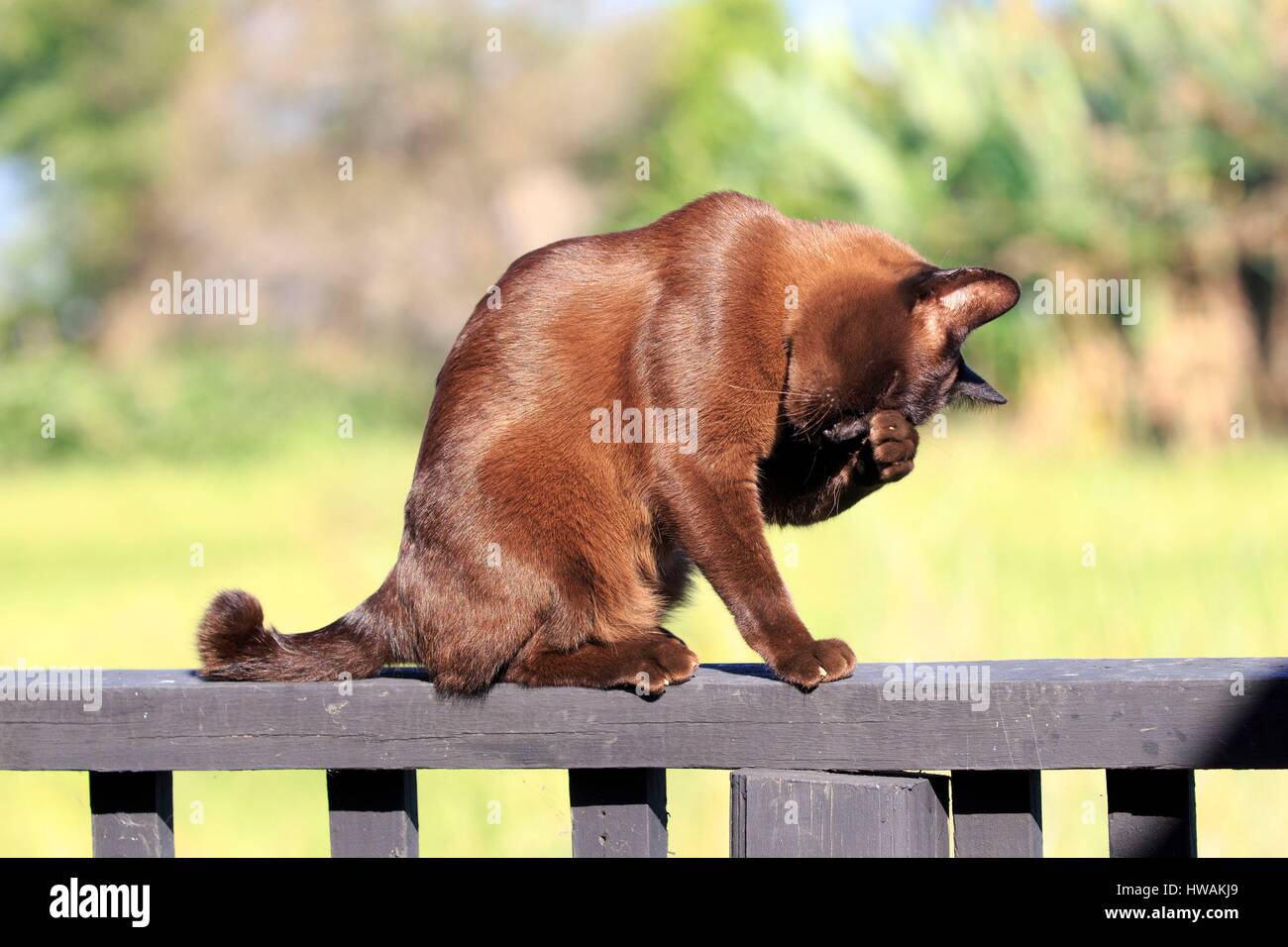 Myanmar, Shan-Staat, Inle See, Nga Phe Kyaung Dorf, Inthar Erbe Haus, birmanische Katze in einem Haus dieser Art gewidmet Stockfoto