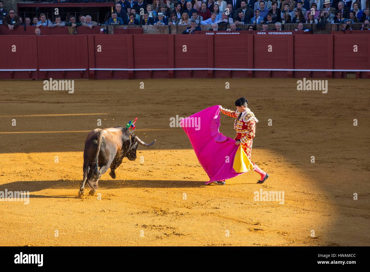 Spanien, Andalusien, Sevilla, der Torero Jose Maria Manzanares begrüßt seinen Stier, März 2016 Stockfoto