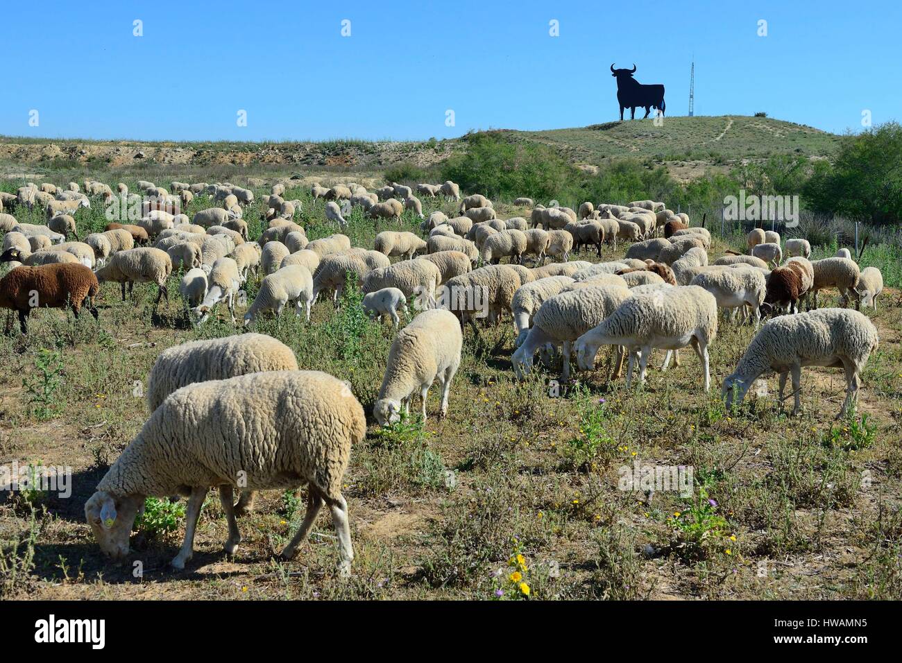Spanien, Andalusien, El Toro Osborne, Symbol des spanischen Stier in einem Feld (Werbung für Osborne, ein Geist-Fabrik) mit sheeps Stockfoto