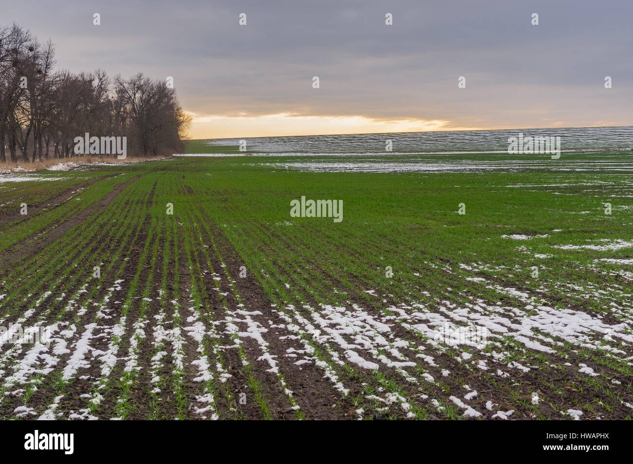 Landwirtschaftlichen Bereich mit Reihen von Wintergetreide zu herbstlichen Jahreszeit in der Ukraine Stockfoto
