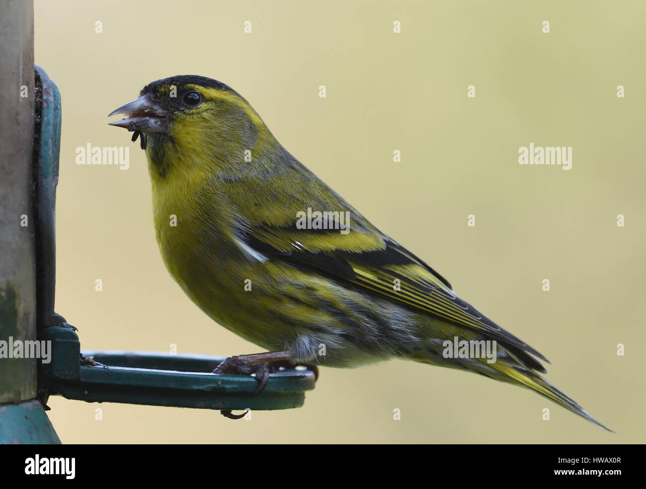 Eine männliche Erlenzeisig (Zuchtjahr Spinus) in einem Garten Niger Samen Feeder. Bedgebury Wald, Kent, UK. Stockfoto