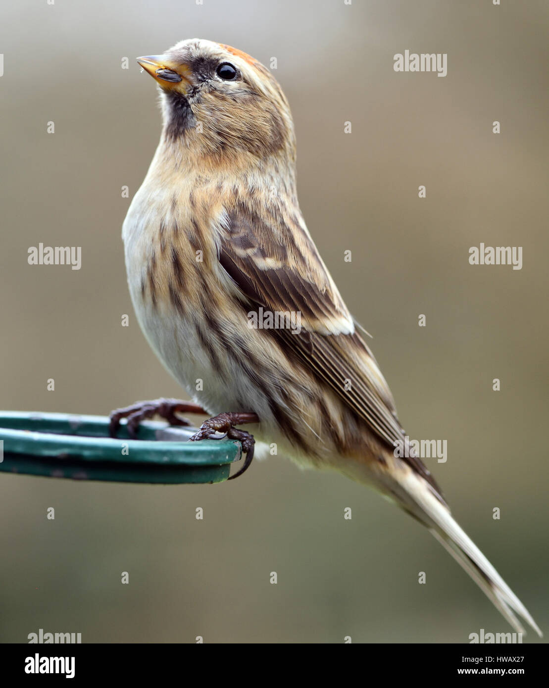 Gemeinsame oder weniger Redpoll (Zuchtjahr Flammea Kabarett) in einem Garten Niger Samen Feeder. Bedgebury Wald, Kent, UK. Stockfoto