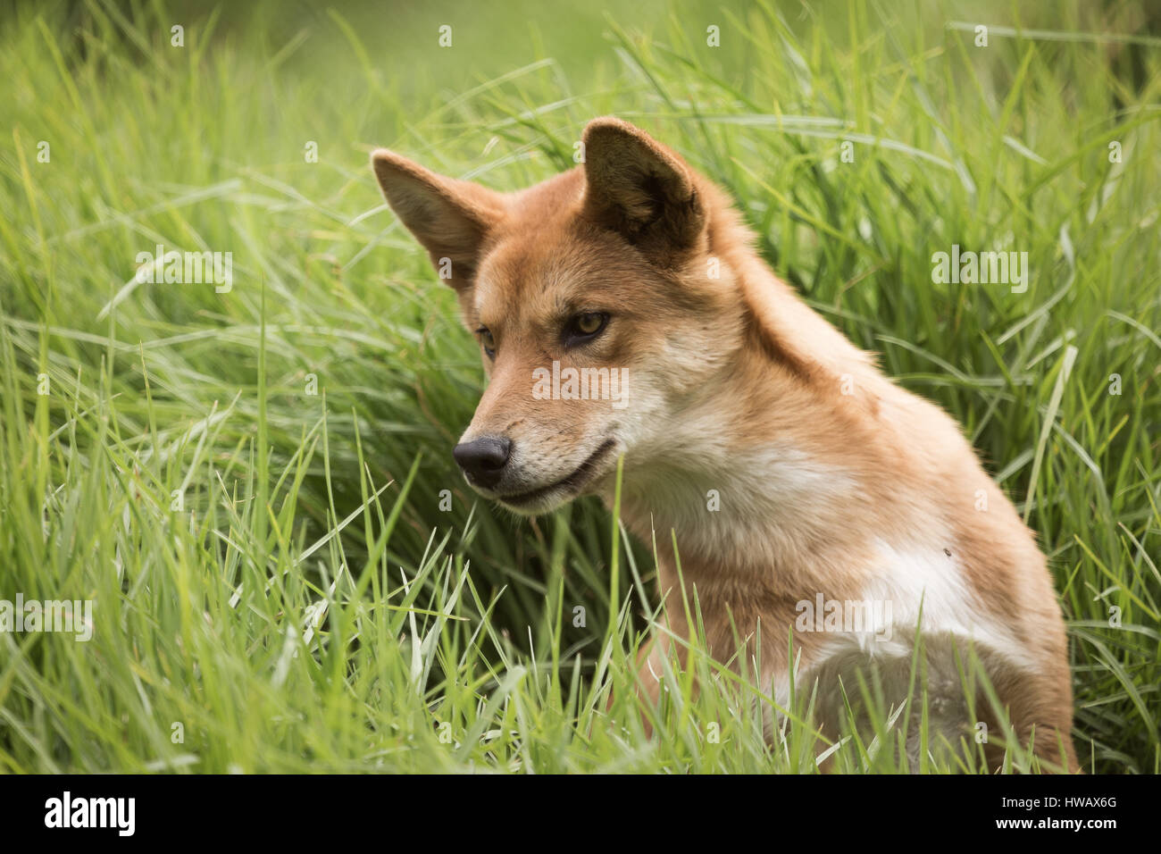 Dingo (Canis Lupus Dingo) Stockfoto