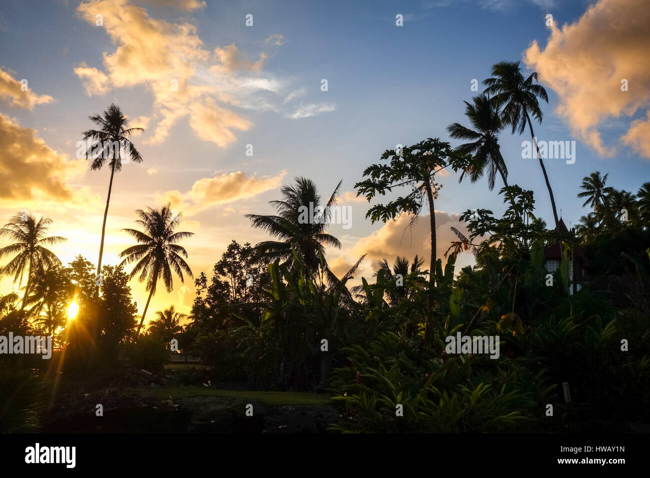 Palme im Sonnenuntergang auf der Insel Moorea. Französisch-Polynesien Stockfoto