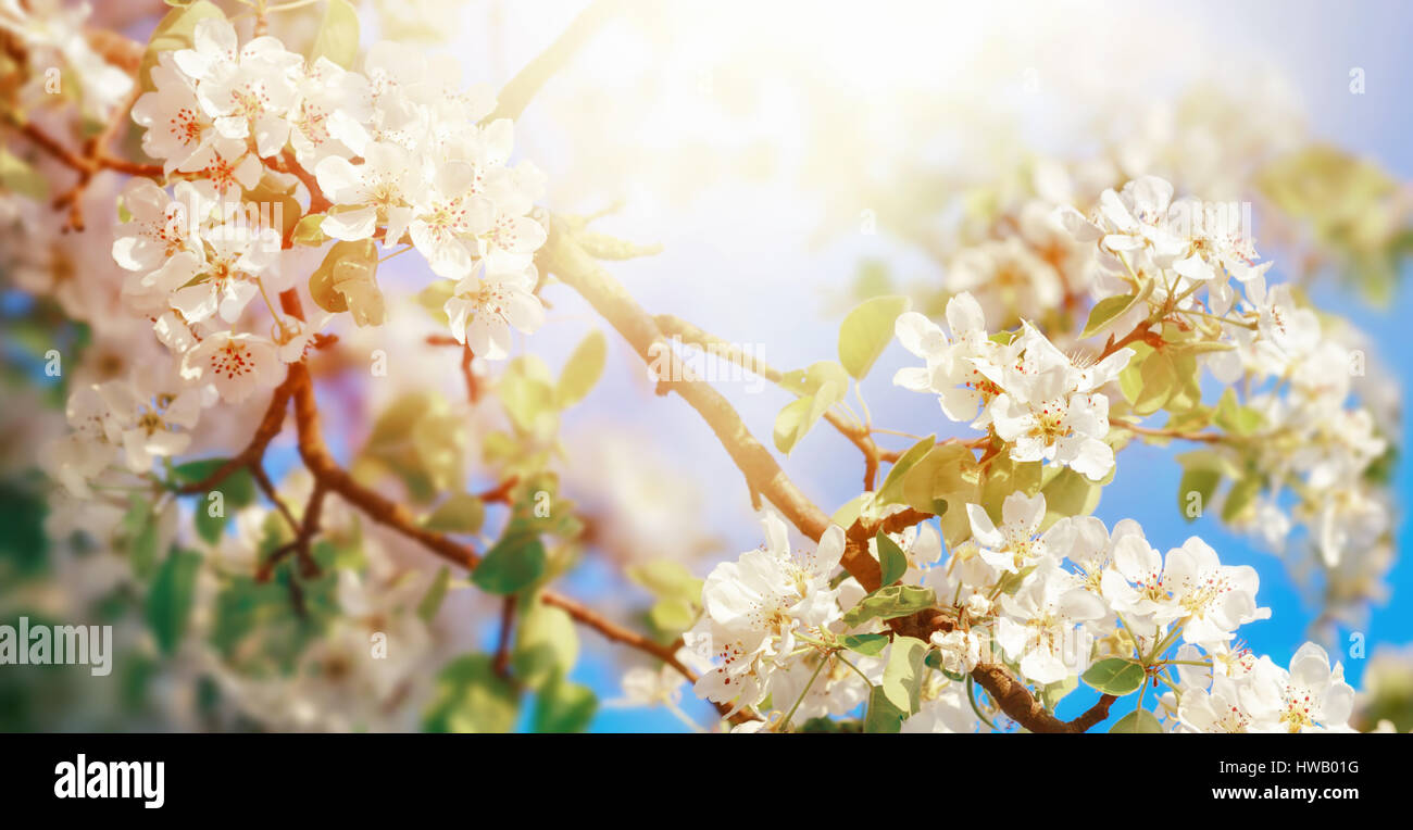 Weißen Apfelblüten auf einem Ast im schönen Sonnenlicht bei blauem Himmel Stockfoto