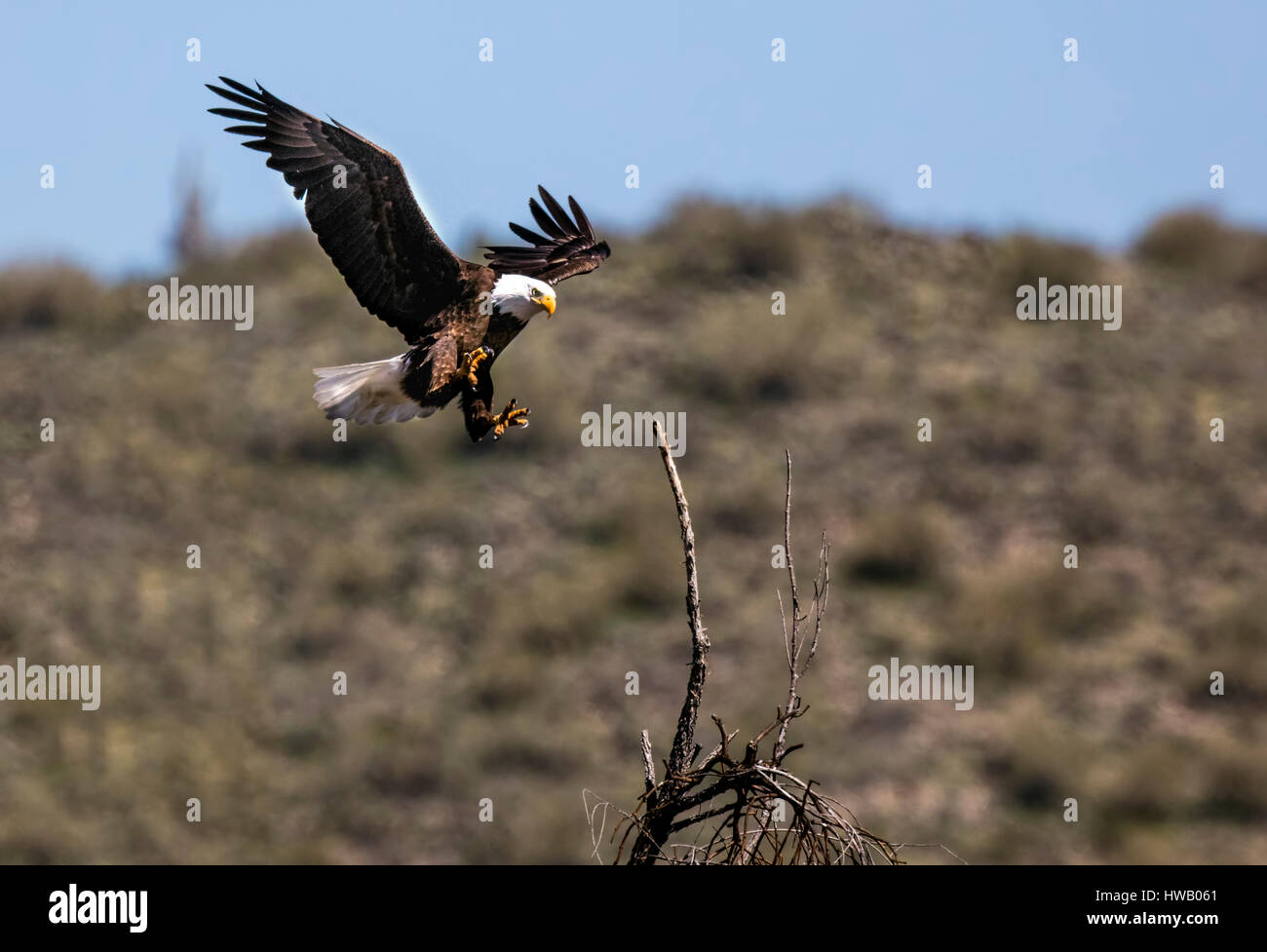 Juvenile Adler im Flug Stockfoto