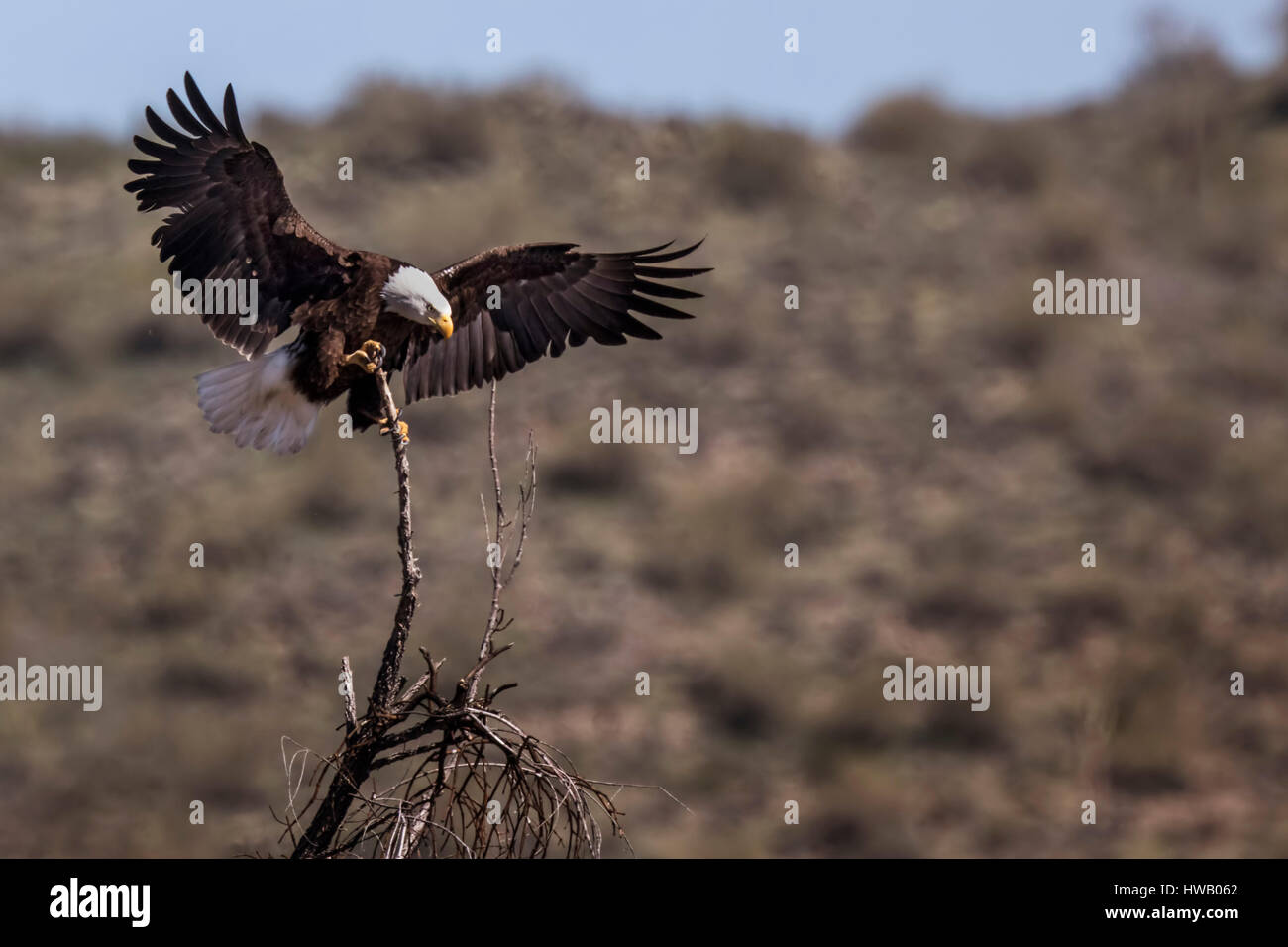 Juvenile Adler im Flug Stockfoto