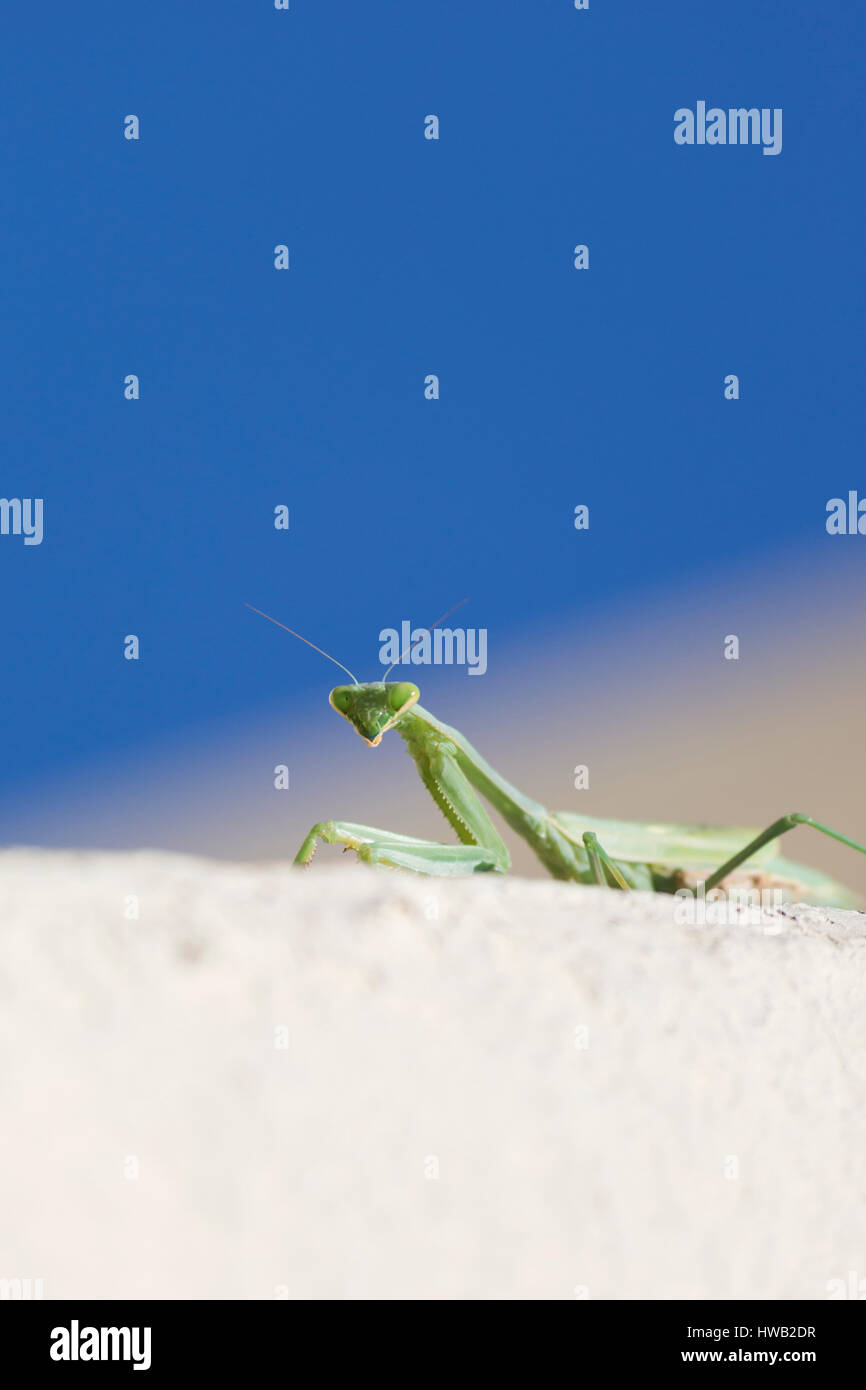 Jagd-Mantis Stockfoto