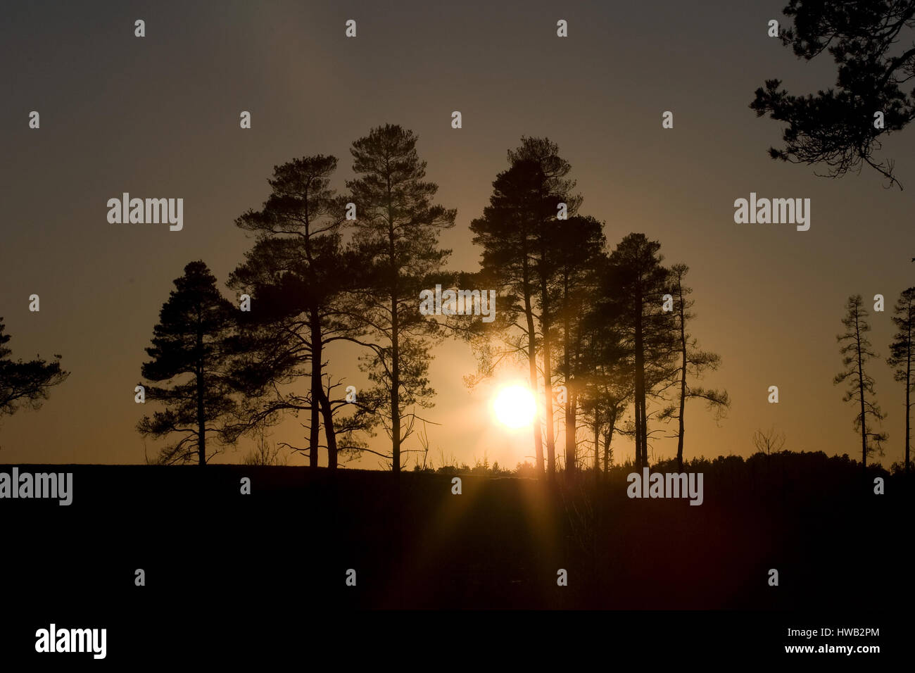 Tiefstehende Sonne durch Pinie, Thursley gemeinsamen, Surrey. Stockfoto