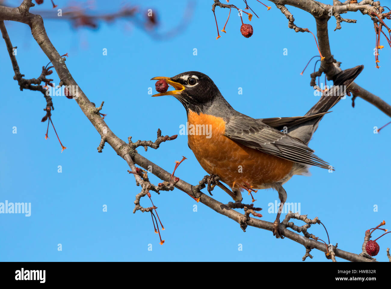 Männliche American Robin (Turdus Migratorius) ernähren sich von Obst, Ames, Iowa, USA. Stockfoto