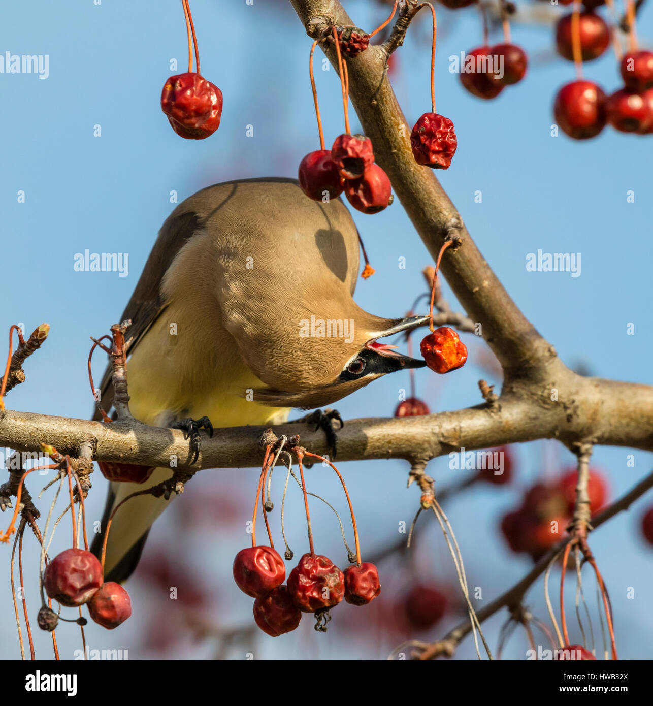 Zeder Seidenschwanz (Bombycilla Cedrorum) ernähren sich von Obst, Ames, Iowa, USA. Stockfoto