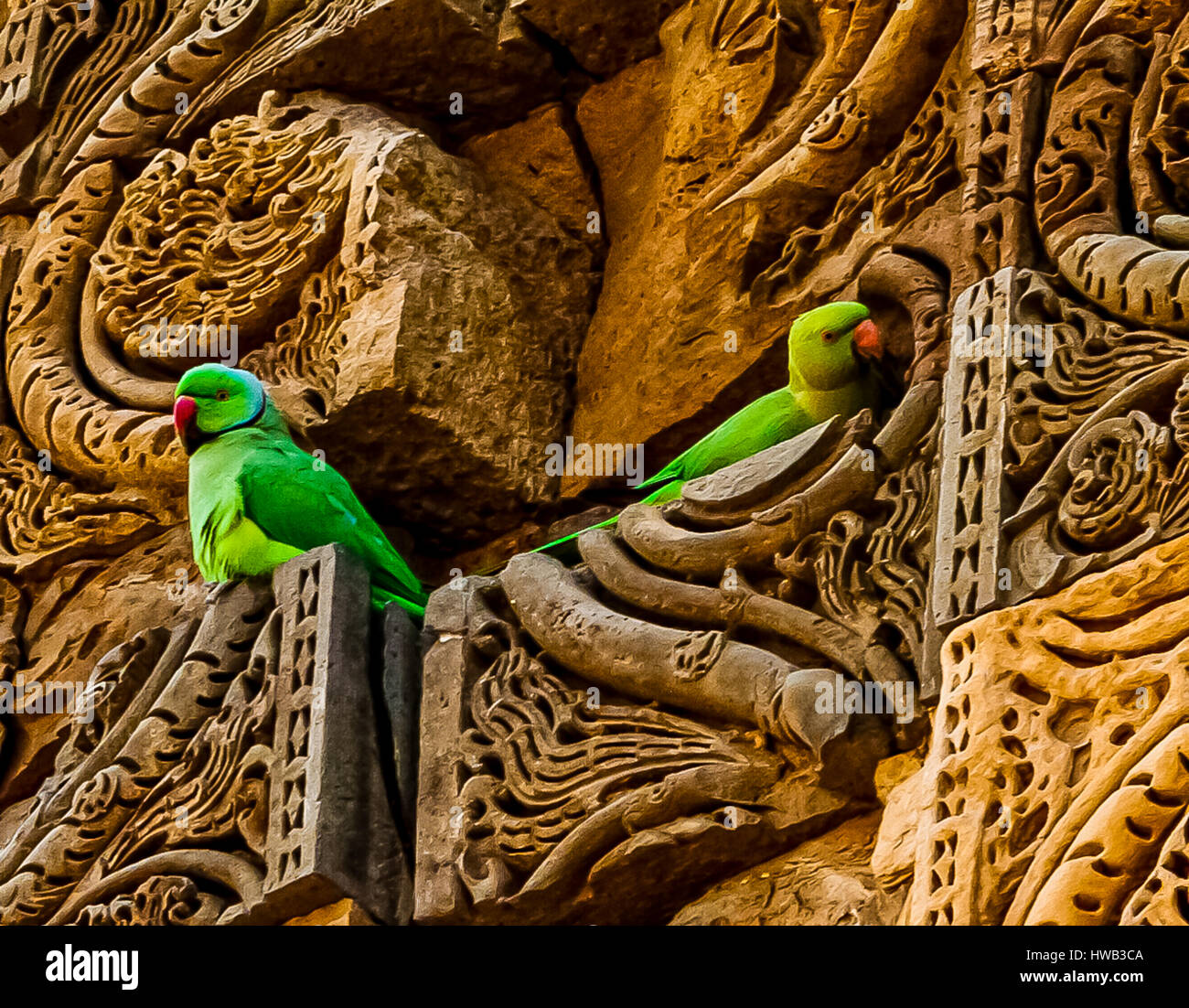 Sittiche, Qutub Minar Stockfoto