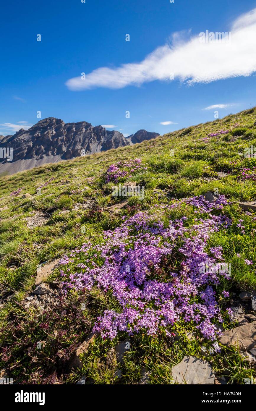 Frankreich, Alpes de Haute Provence, Nationalpark Mercantour, Haute Hubaye, die silene acaule (silene acaulis) ist eine charakteristische Pflanze der alpinen Räume Stockfoto