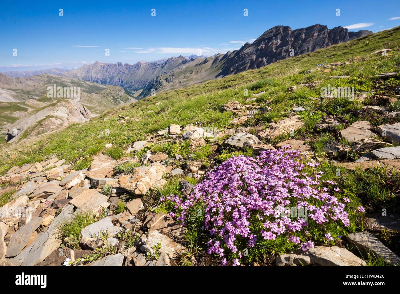 Frankreich, Alpes de Haute Provence, Nationalpark Mercantour, Haute Hubaye, die silene acaule (silene acaulis) ist eine charakteristische Pflanze der alpinen Räume Stockfoto