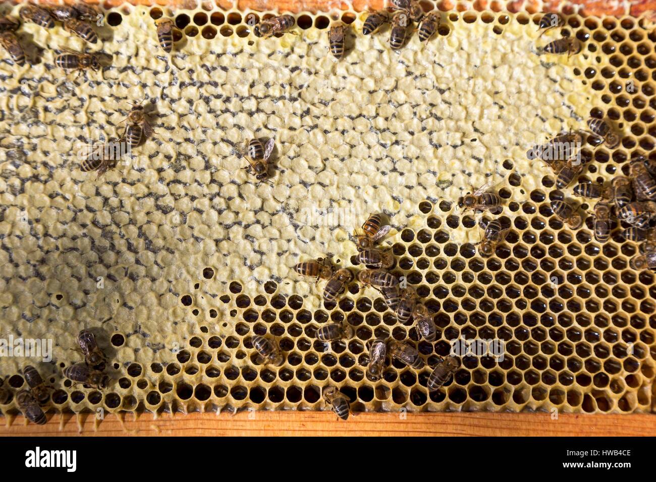 Frankreich, Alpes de Haute Provence, Parc Naturel Regional du Verdon (Regionalen Naturpark von Verdon), Plateau von Valensole, bedeckte Honig mit einem Wachs capping und ohne Abdeckung Honig geschlossen Stockfoto