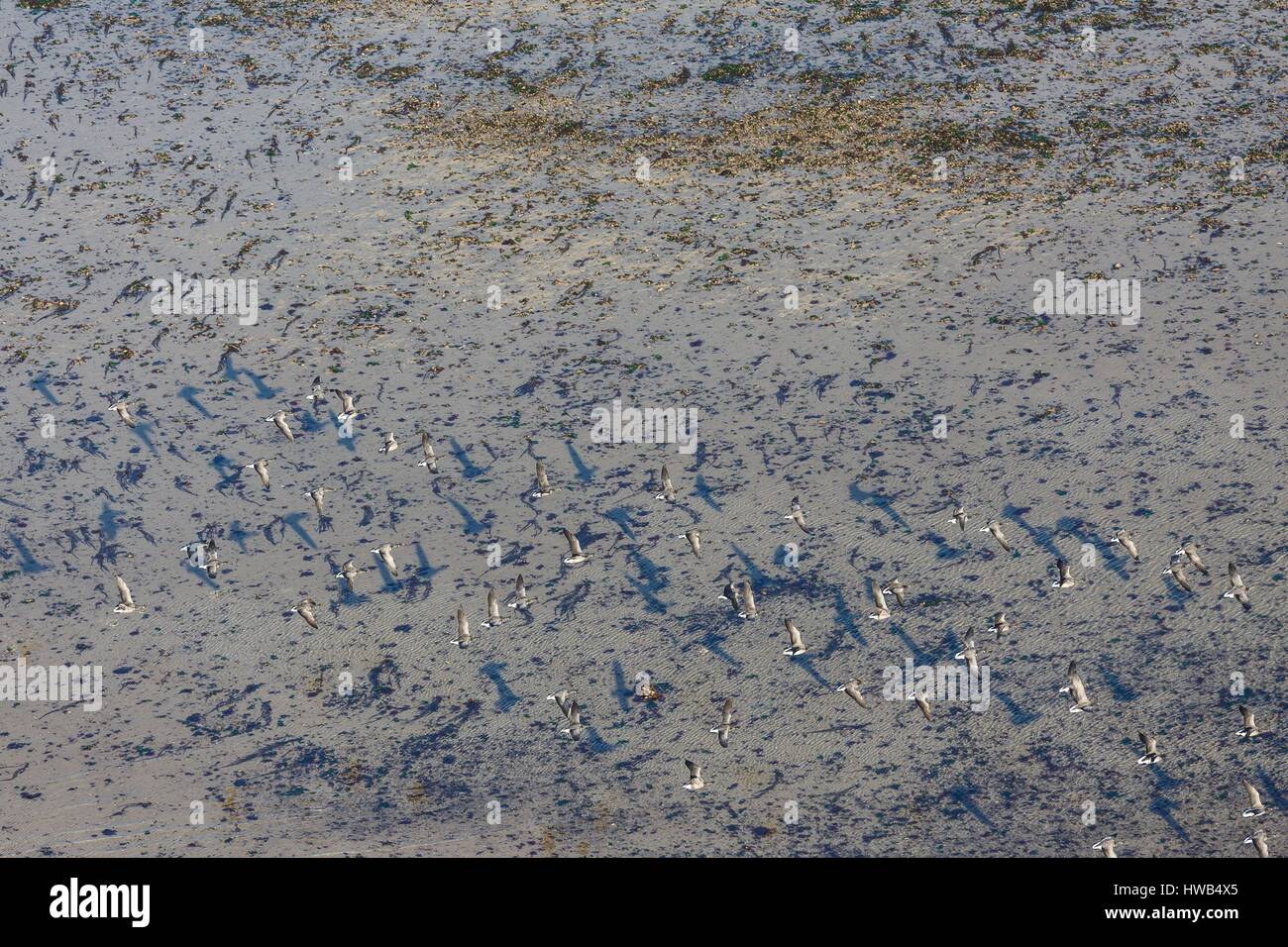 Frankreich, Charente Maritime, Re Insel, Loix, Enten im Flug (Luftbild) Stockfoto