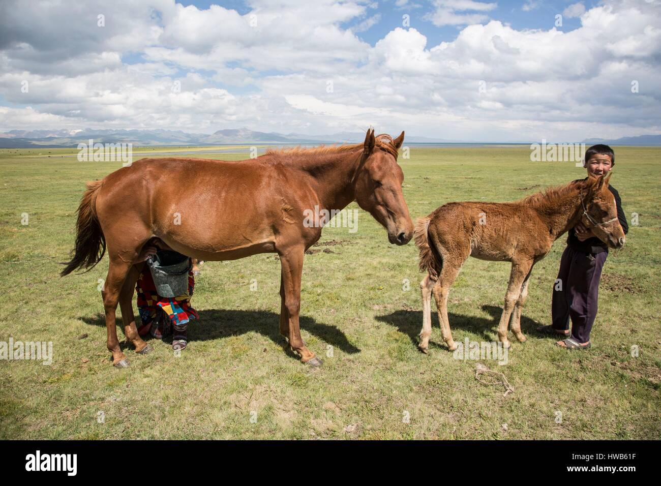 Kirgisistan, Naryn Provinz, touristische Reise und Mountain Trek, Angebote Stute Stockfoto