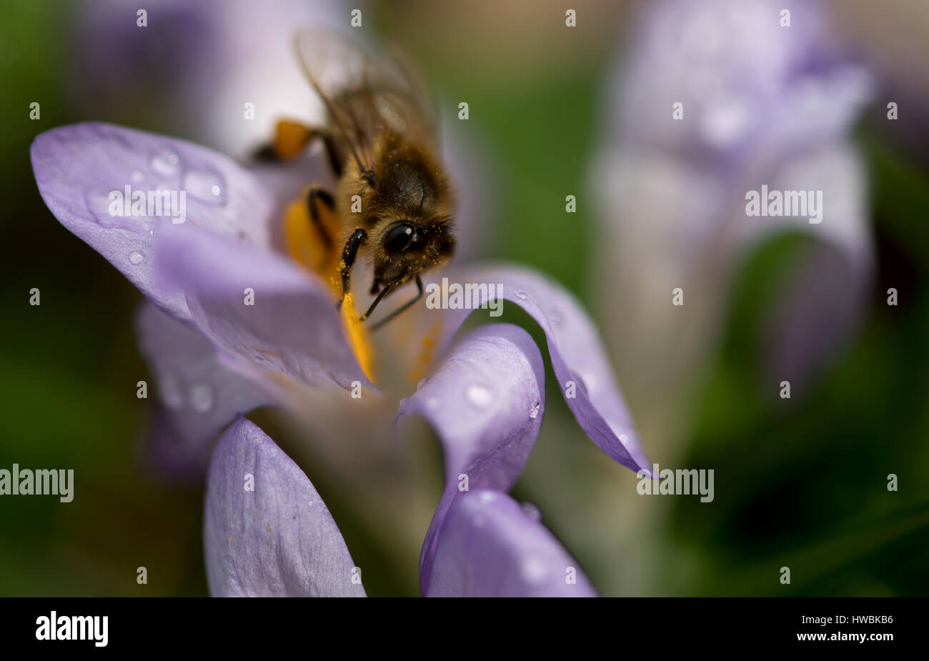 München, Deutschland. 20. März 2017. Eine Biene sammelt Pollen auf einer Krokusblüte in München, Deutschland, 20. März 2017. Foto: Sven Hoppe/Dpa/Alamy Live News Stockfoto