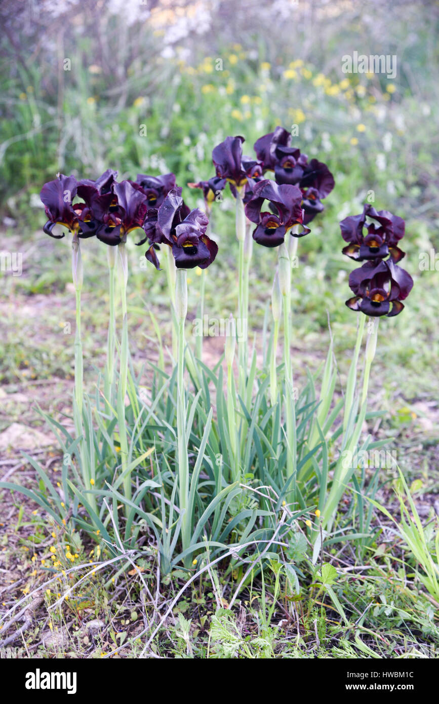Coastal Iris oder lila-Iris (Iris Atropurpurea) Diese Iris ist endemisch in Israel Photogrpahed in Israel im Februar Stockfoto