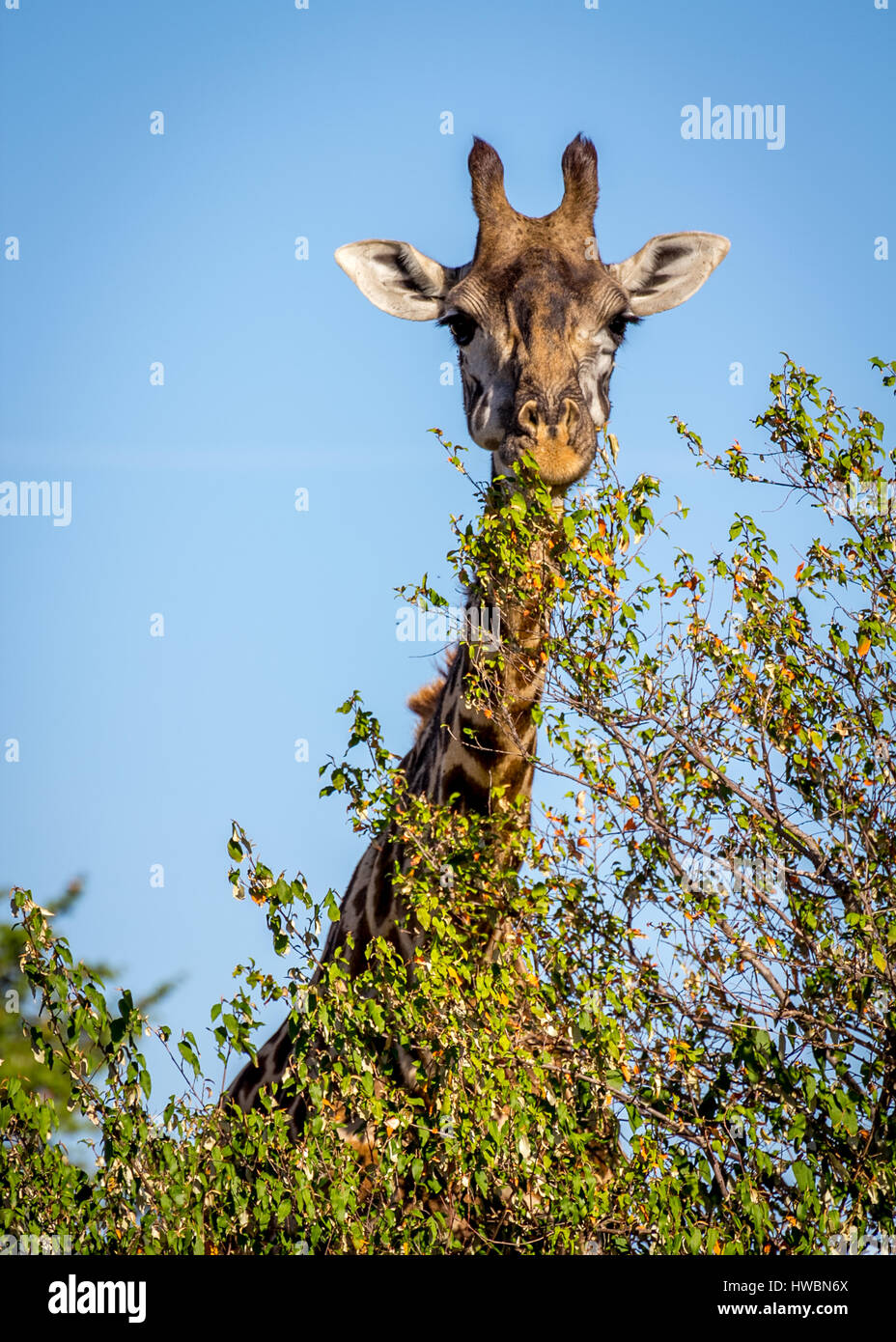 Safari in der Masai Mara, Kenia. Bild während der Safari in 2013 berücksichtigt. Stockfoto