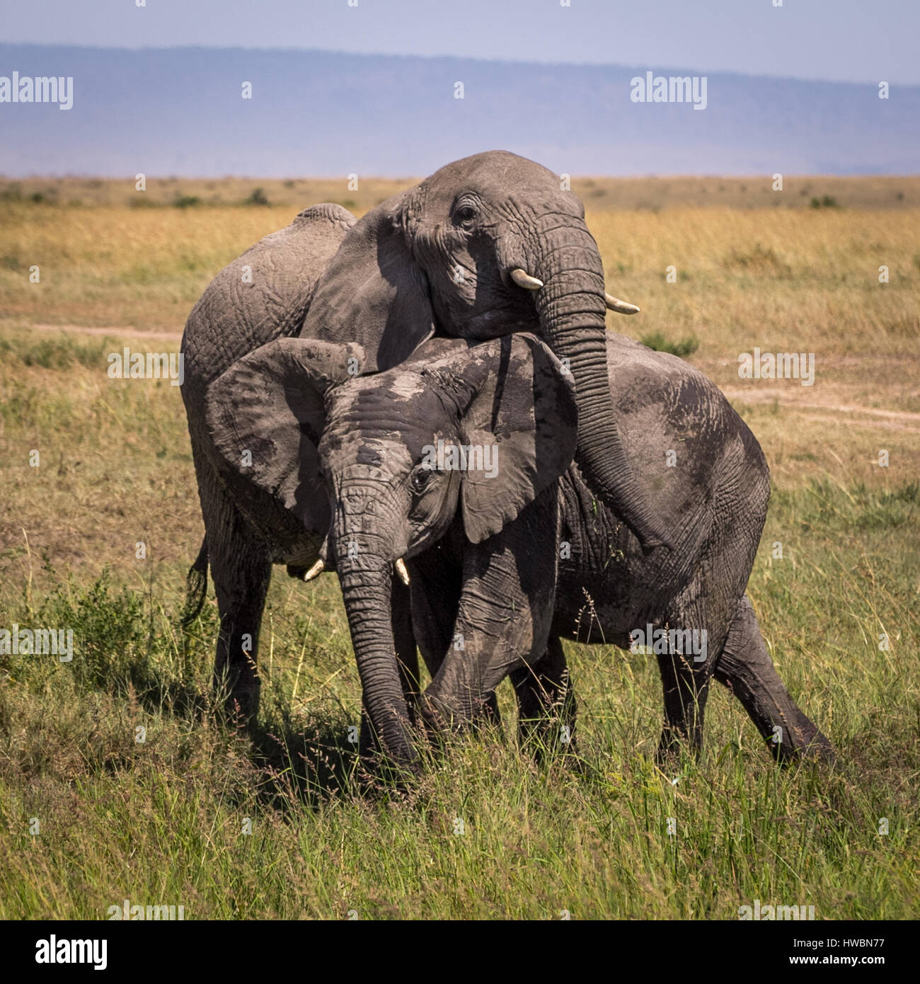 Safari in der Masai Mara, Kenia. Baby Elefanten zu spielen. Bild während der Safari in 2013 berücksichtigt. Stockfoto