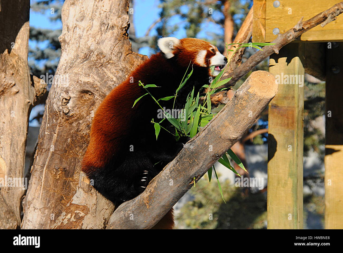 roter Panda auf einem Baum im Zoo von Calgary, Kanada Stockfoto