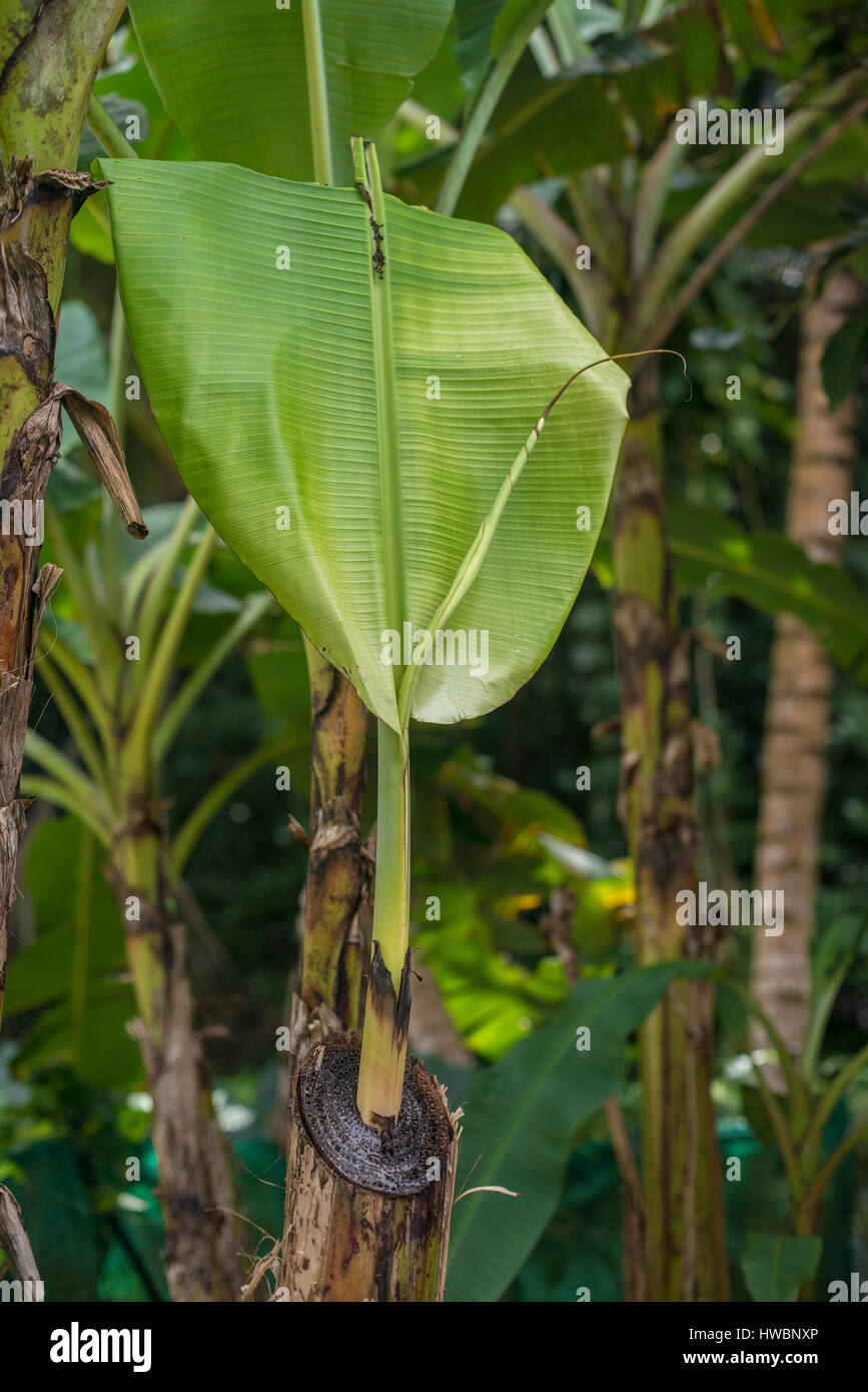 neue Banana leaf Stockfoto