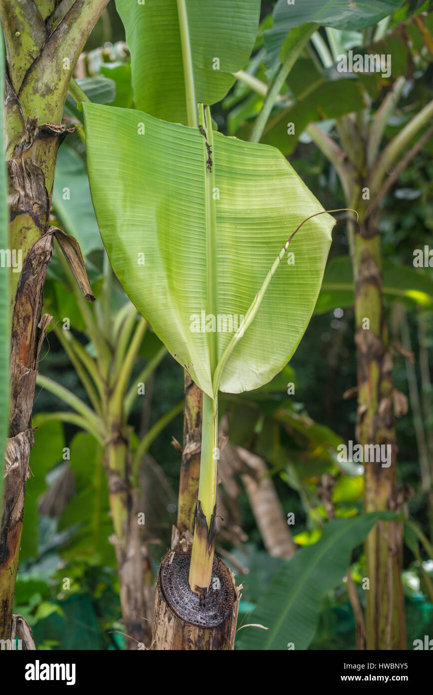 neue Banana leaf Stockfoto