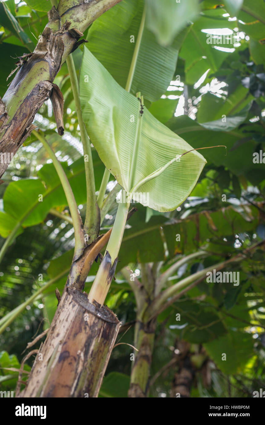 neue Banana leaf Stockfoto