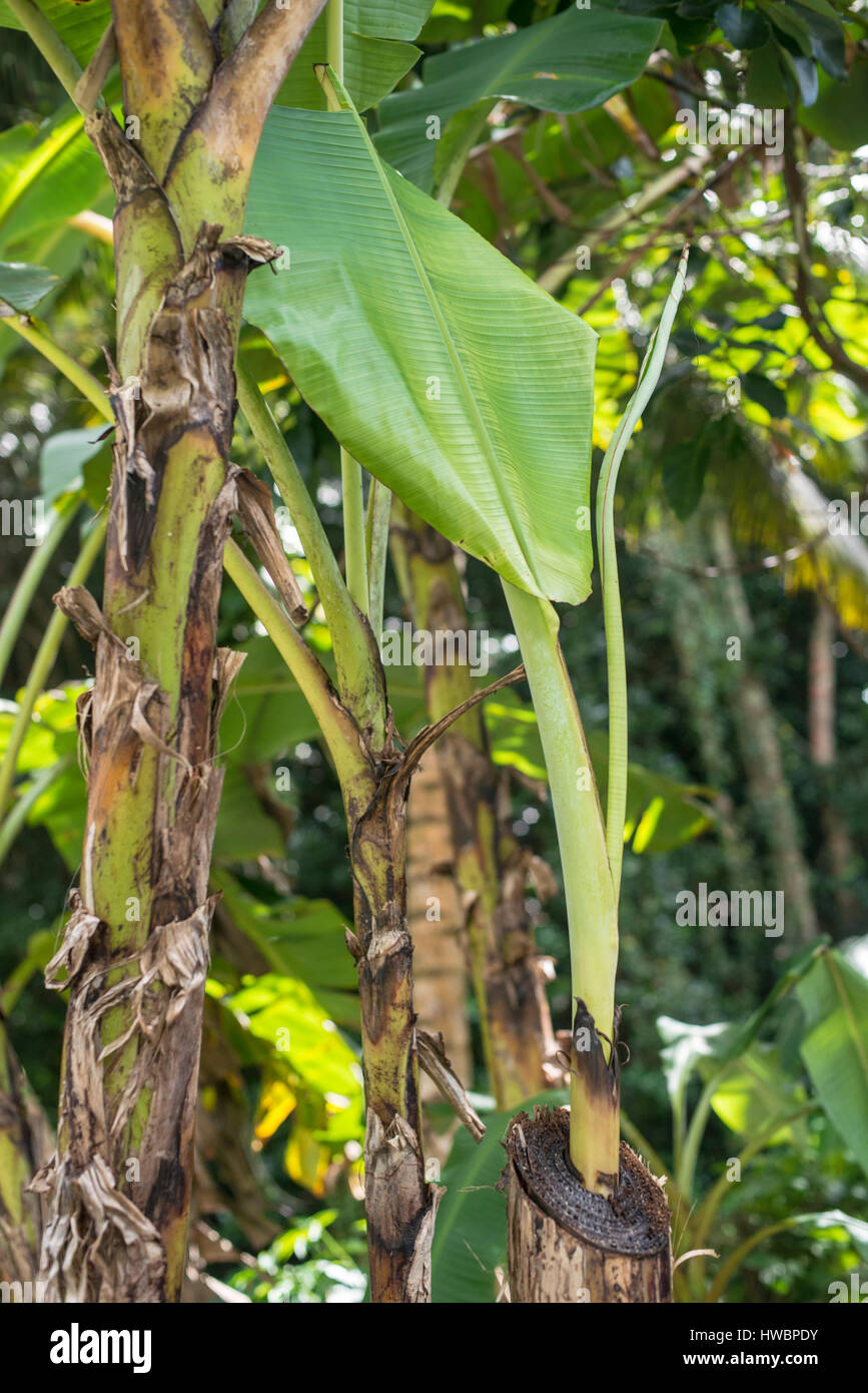 neue Banana leaf Stockfoto
