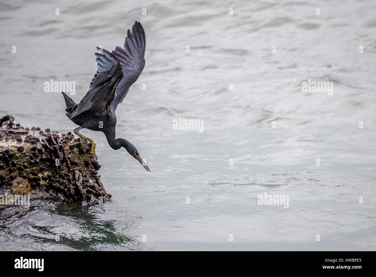 Pacific Reef Heron Fische fangen Stockfoto