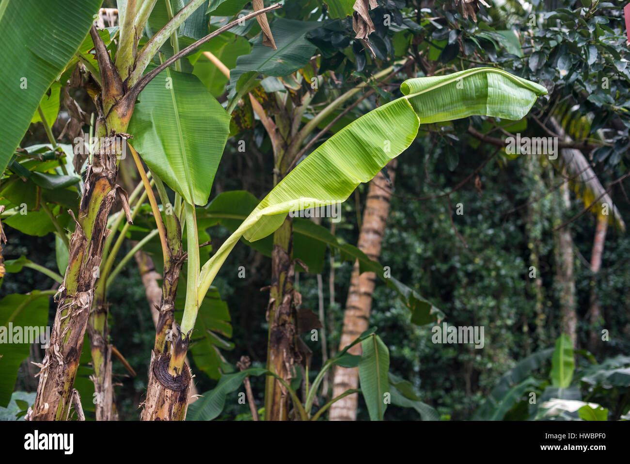 neue Banana leaf Stockfoto