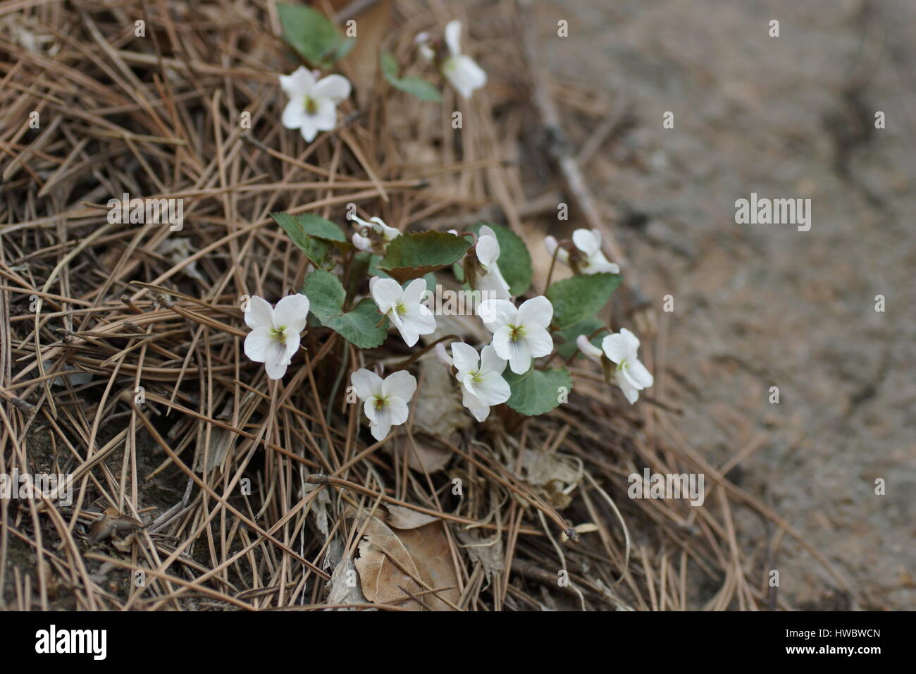 Weißes Veilchen im Wald. Qianshan Nationalpark, Anshan, Liaoning Provinz, China Stockfoto