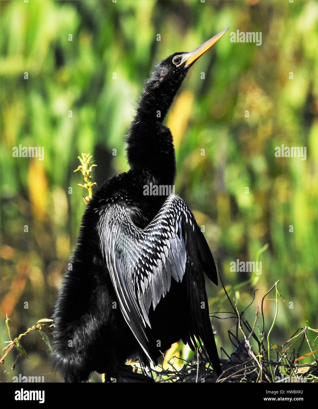 Anhinga in den Feuchtgebieten Stockfoto